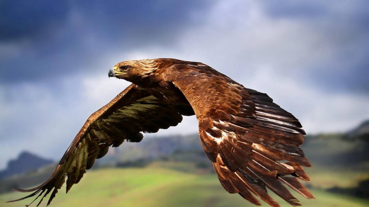 hero-image